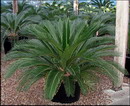 Cycas Revoluta
